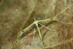 Stenoptilia bipunctidactyla