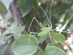 Acrometopa macropoda