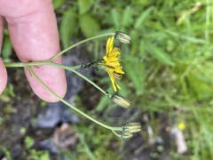 Crepis paludosa