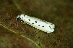 Ethmia terminella