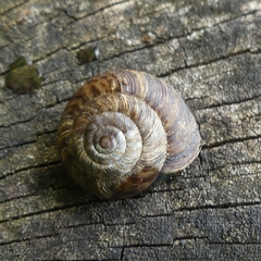 Discidae