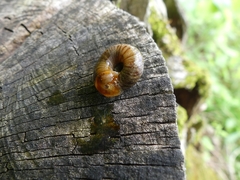 Discidae