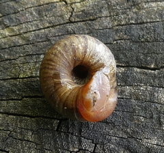 Discidae