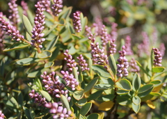 Veronica glaucophylla