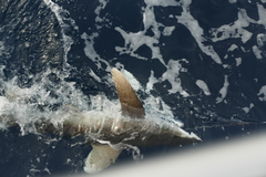 Carcharhinus longimanus image