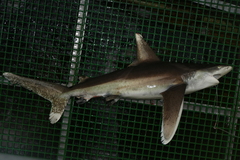 Carcharhinus longimanus