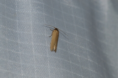 Holcocera immaculella