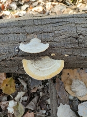 Trametes hirsuta