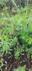 Artemisia tanacetifolia