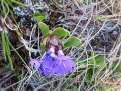 Primula glutinosa