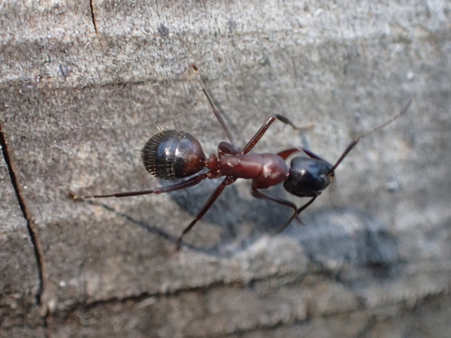 Photo of Brown-black Carpenter Ant (Camponotus ligniperda)