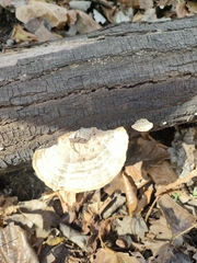 Trametes hirsuta