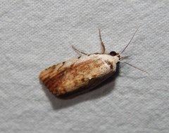 Tachosa brunnescens