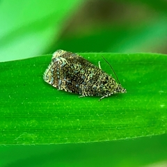 Lepidoptera