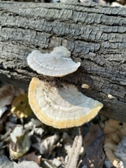 Trametes hirsuta