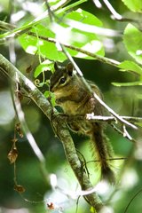 Neotamias ochrogenys