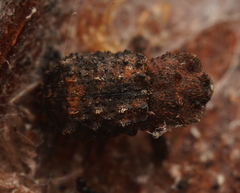 Exithius cariosus