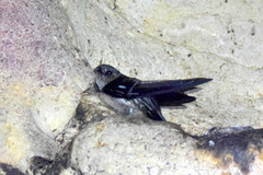 Aerodramus salangana