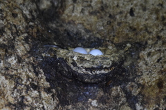 Aerodramus salangana