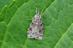 Eudonia lacustrata