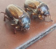 Amphimallon solstitiale solstitiale