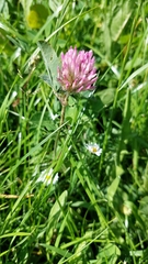 Trifolium pratense