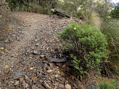 Veronica subfulvida