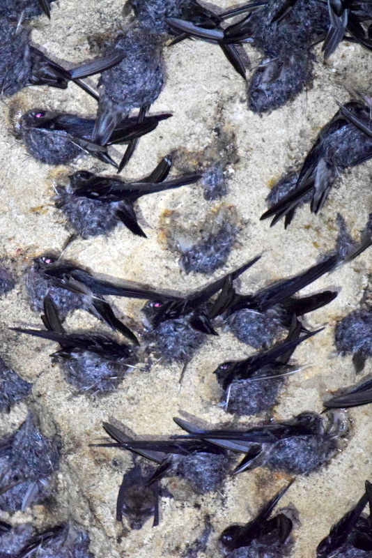 Black-Nest Swiftlet