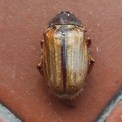 Amphimallon solstitiale solstitiale