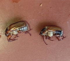 Amphimallon solstitiale solstitiale