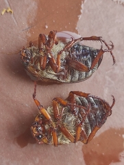 Amphimallon solstitiale solstitiale