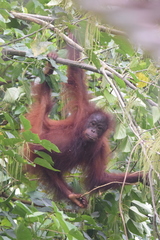 Pongo pygmaeus morio