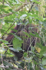 Pongo pygmaeus morio