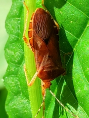 Anasa bellator