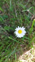 Bellis perennis
