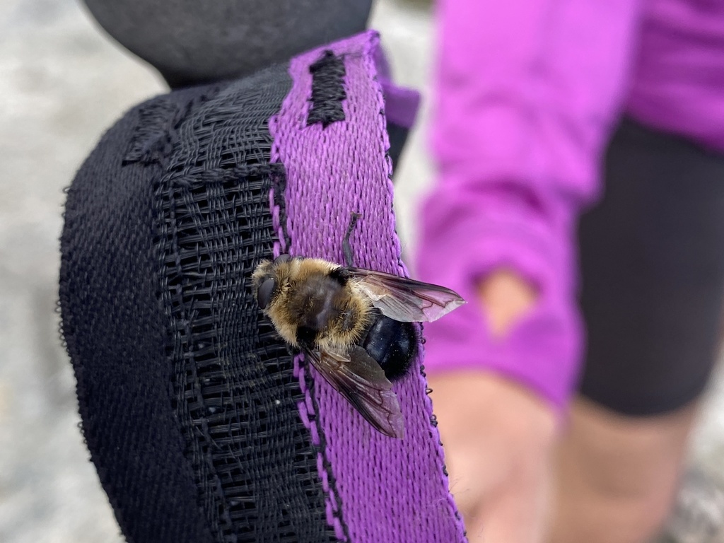 Bot Flies from Long Trail, Underhill, VT, US on June 11, 2022 at 0157