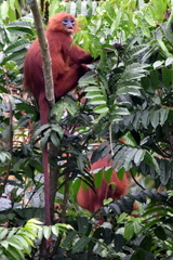 Presbytis rubicunda
