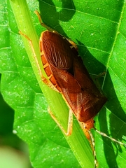 Anasa bellator