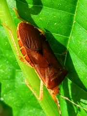 Anasa bellator