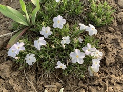 Phlox multiflora