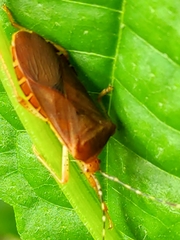 Anasa bellator