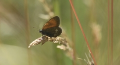 Coenonympha glycerion