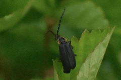 Polemius laticornis