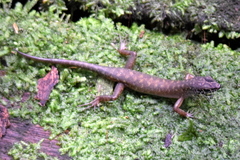 Sphenomorphus sabanus