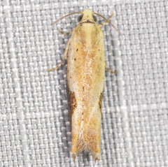 Pseudexentera costomaculana