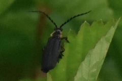 Polemius laticornis