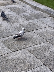 Columba livia domestica