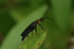Polemius laticornis