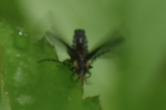 Polemius laticornis