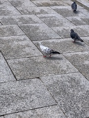 Columba livia domestica